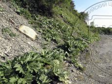 Heracleum-stevenii_Б-Утриш_стация